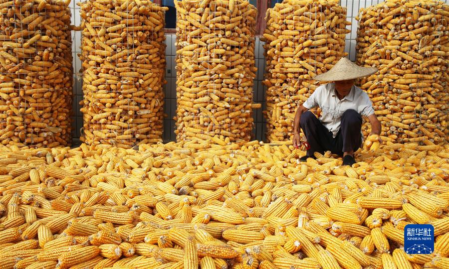 #（新华视界）（3）再创新高！2021年全国粮食总产量达13657亿斤