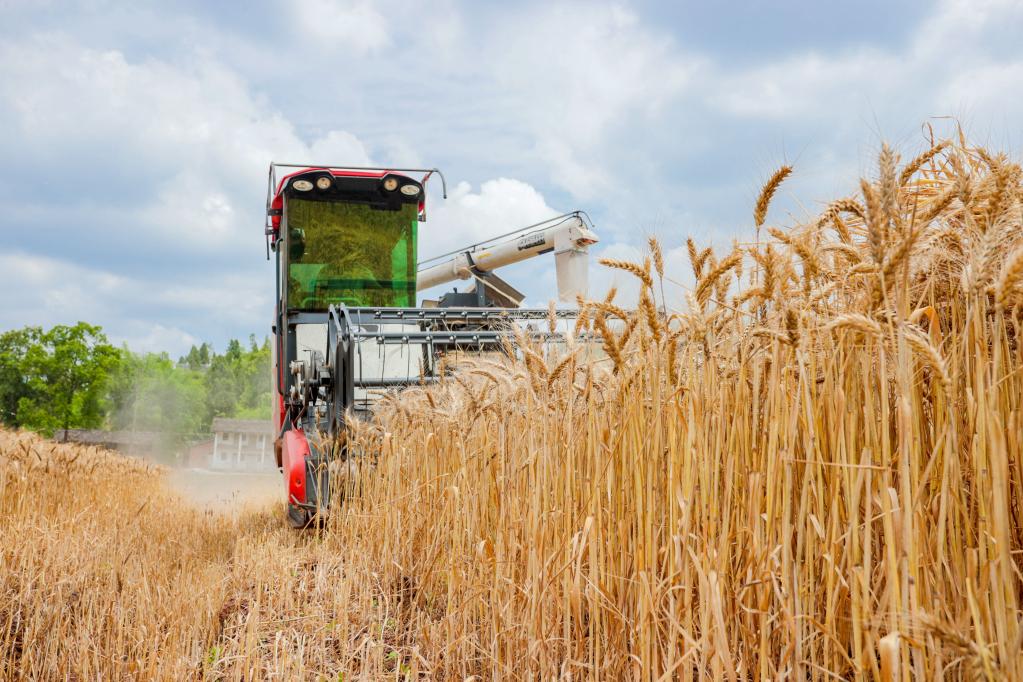 农业农村部：全力以赴抓好小麦机收和“三