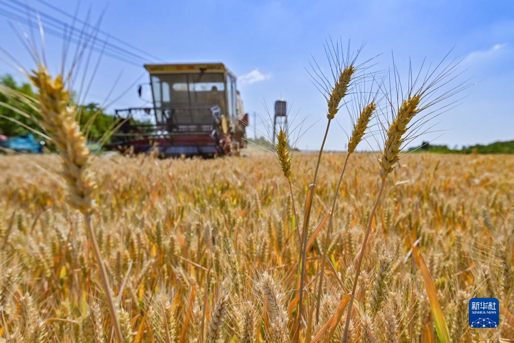 2022年全国夏粮总产量比上年增长1%