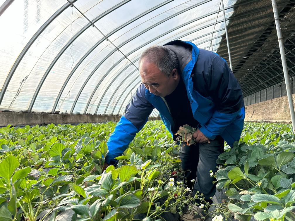 发展草莓产业 种出好未来——青海湟中区乡村振兴见闻