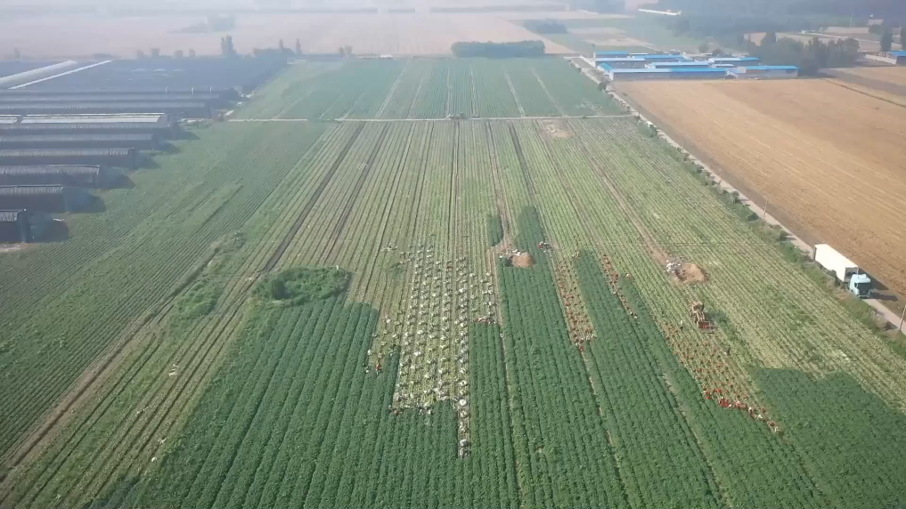 探访亚洲最大羽衣甘蓝种植基地