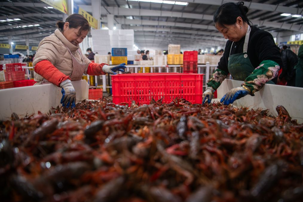 价稳良种优，潜江小龙虾解锁丰产又丰收密码