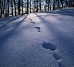 预测：寒冬过去一定会有春天