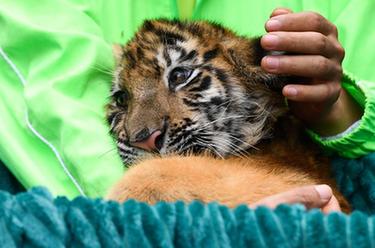 新华全媒+丨一二三四五,虎虎虎虎虎