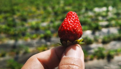 海拔4300米的草莓是什么“味道”？记者带你到“世界屋脊的屋脊”品味