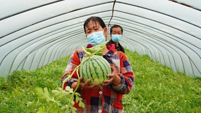 疫情致浦东120万斤西瓜滞销?记者实地探访