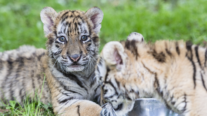 &ldquo;全球老虎日&rdquo;探访东北虎繁育基地