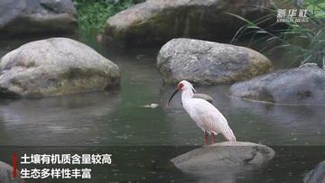 陕西洋县:“朱鹮之乡”再迎丰年