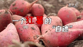 想看看红薯的“镀金”之旅吗?来听听“自述”吧!