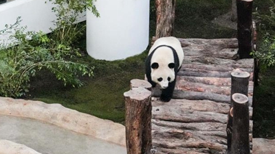 世界杯七項“最”，聽説熊貓也參與了