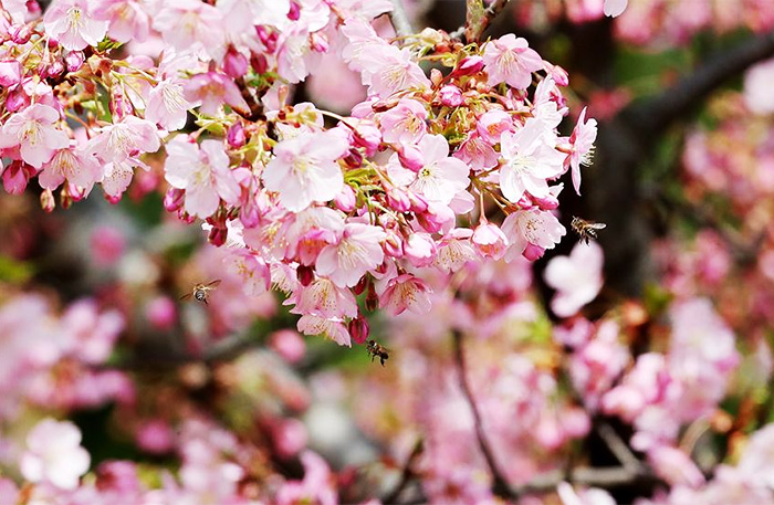 光影下的樱花季 早樱吐蕊摇曳生姿