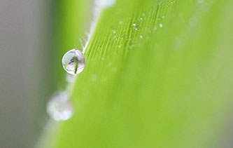 哪里的露珠晶莹剔透？铜陵西湖湿地公园晨露未晞带你一起洗眼睛