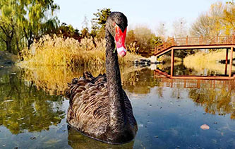 摄影师初冬随拍圆明园黑天鹅 水中嬉戏姿态优雅