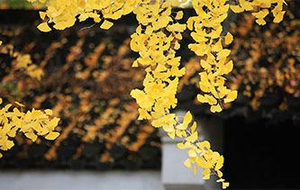 江蘇揚州百年銀杏樹披上“黃金甲”金色冬日美景醉遊人