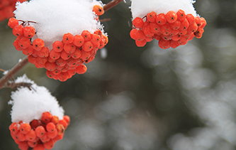 当光影初恋白雪 花楸果雪里红让北大荒变得更有情趣