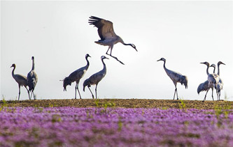 江西鄱阳湖：花开候鸟来