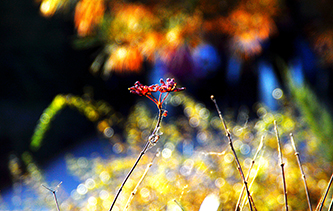河北邯鄲叢臺公園秋色美如畫 看看攝影師的佳作吧