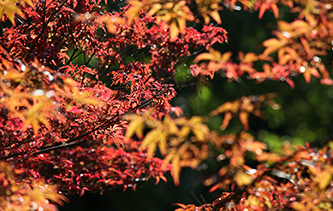 枫叶随风摇曳呈现别样&ldquo;枫&rdquo;景 随手一拍都是大片儿