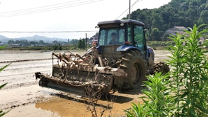 爭分奪秒 搶種補種——湖南洪澇災區農業生産恢復一線見聞