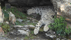 青海:生态管护员近距离拍到雪豹