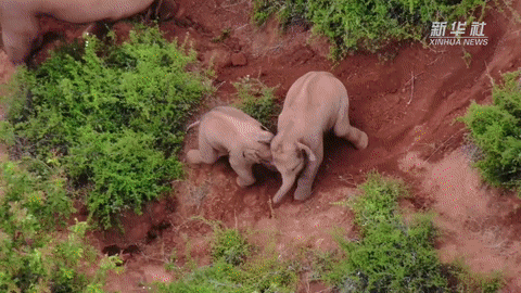 从大自然&ldquo;歌手&rdquo;到海菜腔 彩云之南&ldquo;声&rdquo;动蒙特利尔