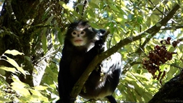 高黎贡山国家级自然保护区已发表627种动植物新种