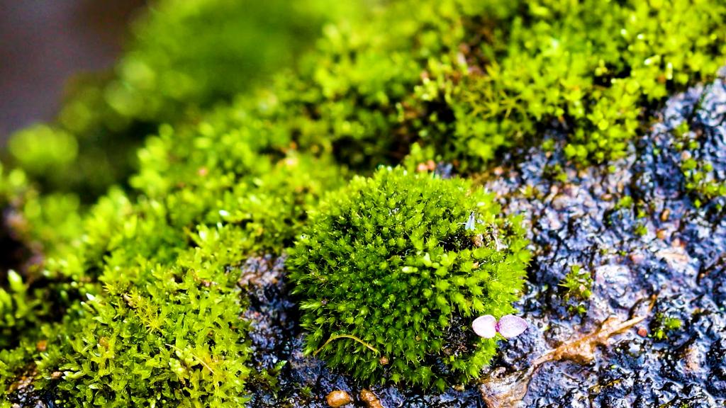 微縮“森林”生機盎然：大圍山保護區已知苔蘚538種