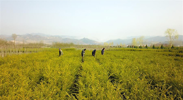 苗木栽植 绿色富民