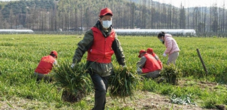 荧光点点 温暖你我&mdash;&mdash;浙江280余万志愿者筑牢抗疫防线