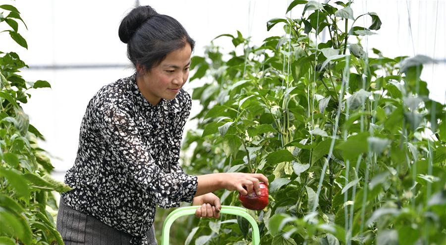 西藏林芝：蔬菜种植 鼓起百姓&ldquo;钱袋子&rdquo;