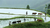 贵州黎平：“千牛同耕”展示农耕文化盛景