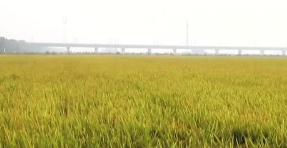 湖北襄州：科技抗旱保丰收