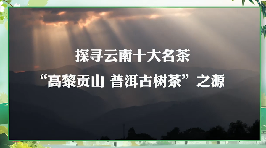探寻云南十大名茶，高黎贡山 普洱古树茶