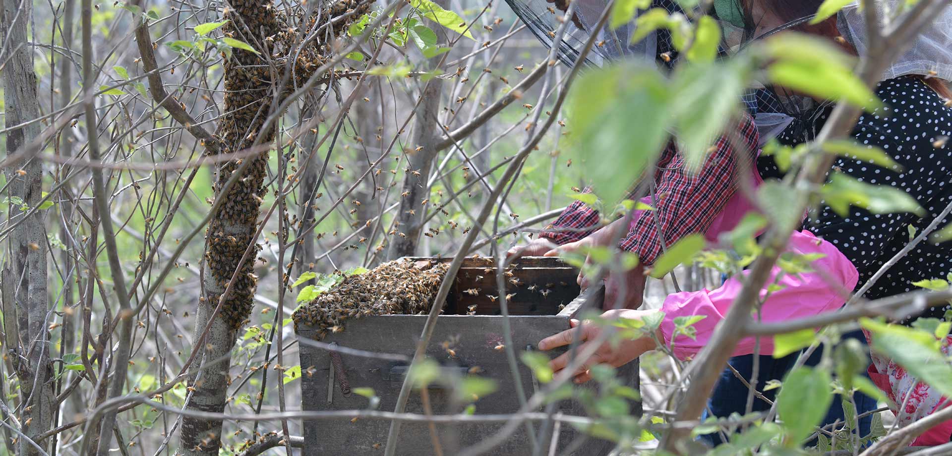 养蜂人踏上&ldquo;甜蜜&rdquo;复工路