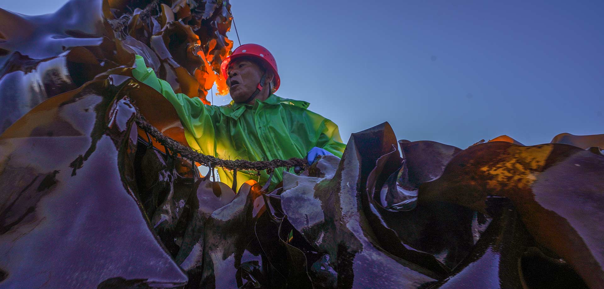 海带丰收季的渔民生活