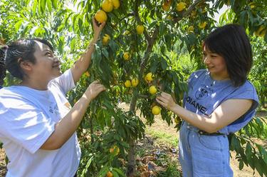 河北香河：油桃进入采摘高峰期