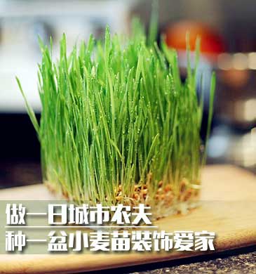 用一撮小麦苗装饰居所 让你的家居生活充满生命力
