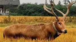 候鸟&ldquo;打劫&rdquo;鱼塘，麋鹿逗留村庄&hellip;&hellip;人与动物如何&ldquo;各安其所&rdquo;