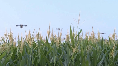 河南滑縣：無人機授粉促玉米豐收