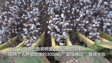新疆&ldquo;超级棉田&rdquo;再获丰收