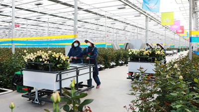 甘肃临夏：振兴乡村&ldquo;花为媒&rdquo;
