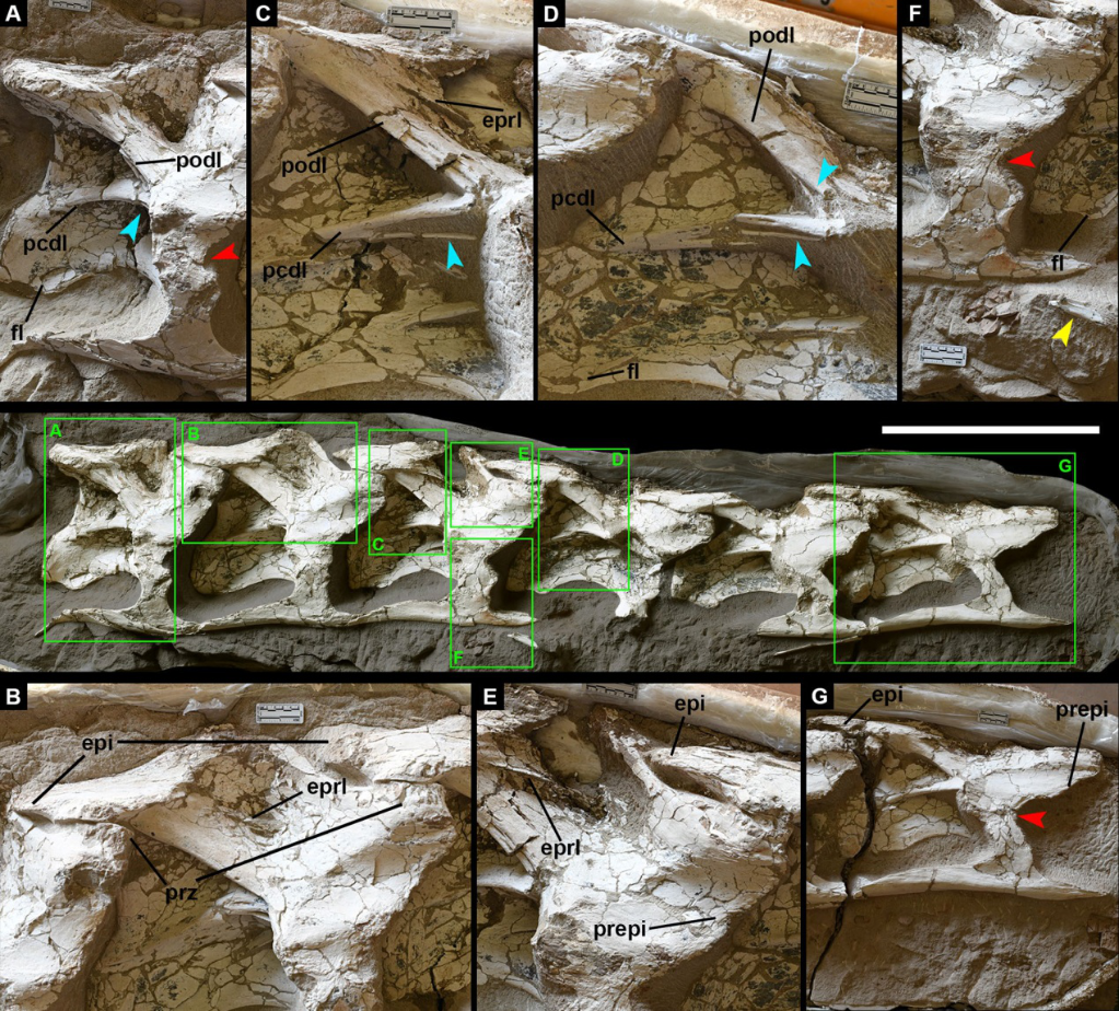新疆哈密翼龙动物群首次发现大型恐龙化石