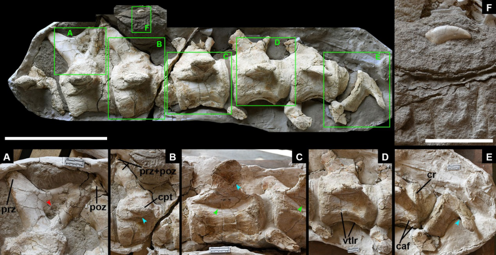 新疆哈密翼龙动物群首次发现大型恐龙化石