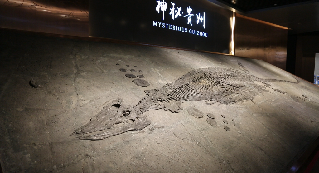 穿越“石”空打开贵州史前海洋“盲盒”，都有啥？