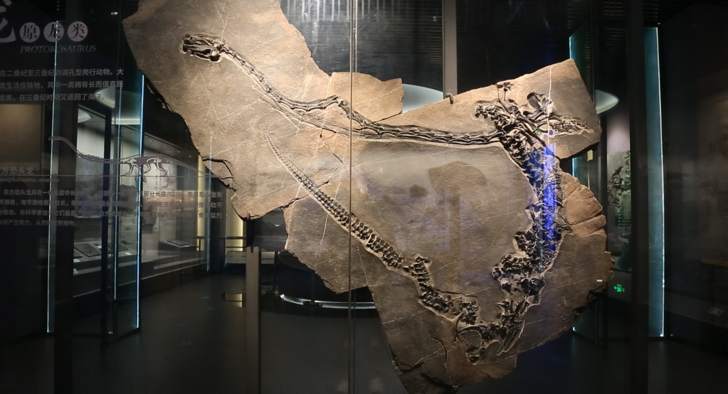 穿越“石”空打开贵州史前海洋“盲盒”，都有啥？