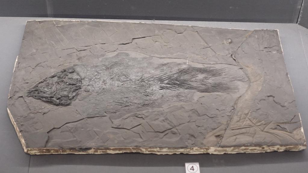 穿越“石”空打开贵州史前海洋“盲盒”，都有啥？