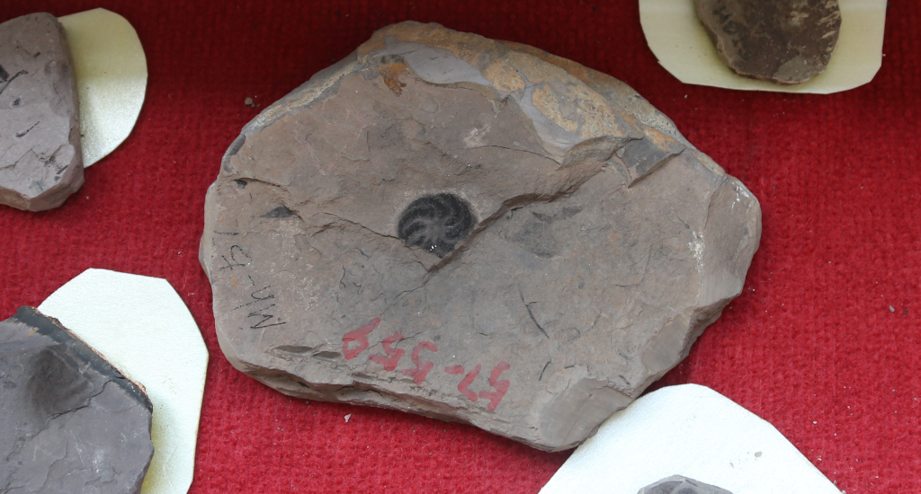 穿越“石”空打开贵州史前海洋“盲盒”，都有啥？