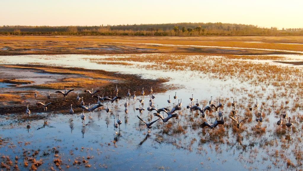 吉林省中西部湿地保护区陆续迎来大批候鸟