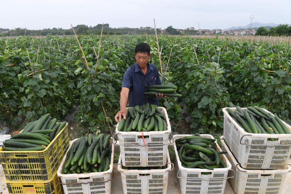 新华全媒+|放心！“南菜园”今冬蔬菜产量还要增