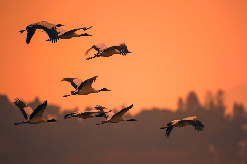 贵州草海迎来首批越冬黑颈鹤